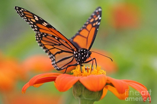 monarch-butterfly-macro-jack-schultz