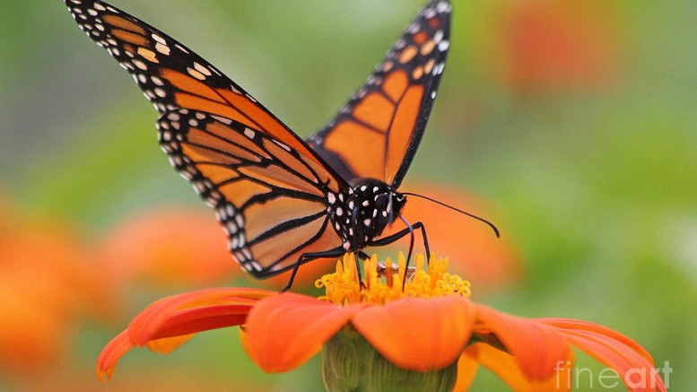 monarch-butterfly-macro-jack-schultz