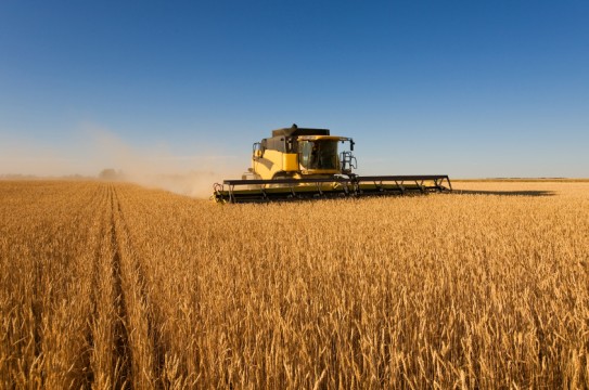 A modern combine harvester working a wheat field