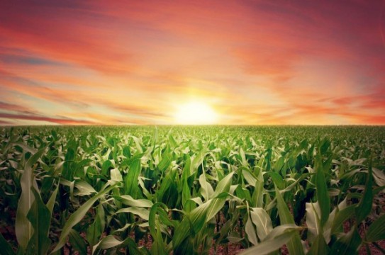 Sunset-Farm-Crops-Field